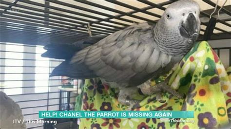 chanel the parrot found guilty.